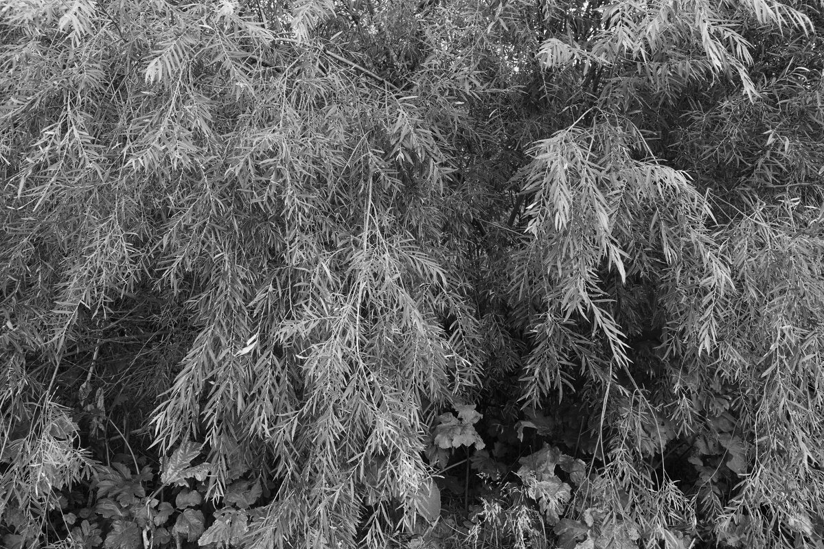 Название отсутствует - Денис Безногов Название отсутствует - Денис Безногов