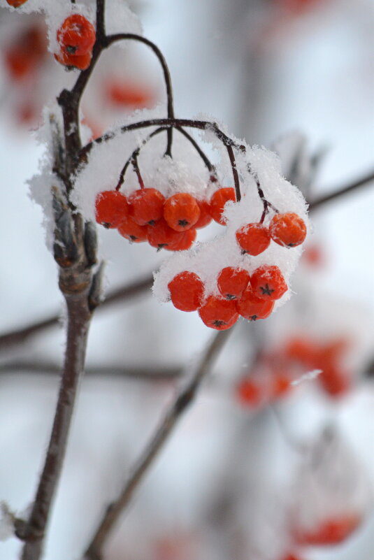 Ягодки - Татьяна Лютаева