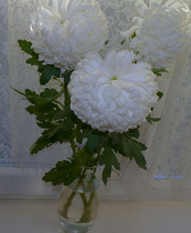 Белые  хризантемы - Валентин Семчишин