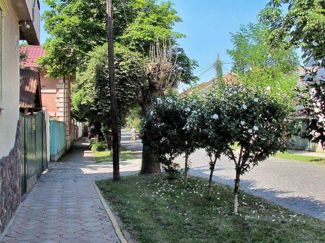 Закарпатья - Роман Савоцкий