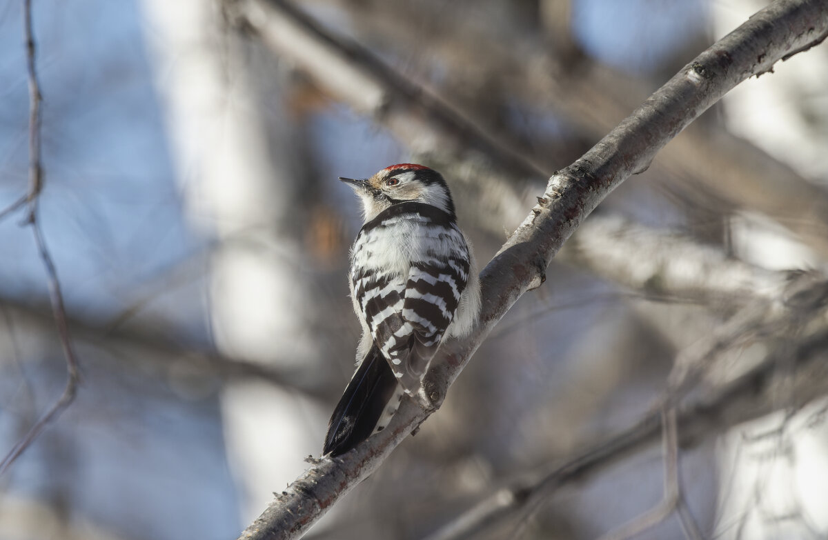малый пестрый дятел. - юрий макаров малый пестрый дятел. - юрий макаров