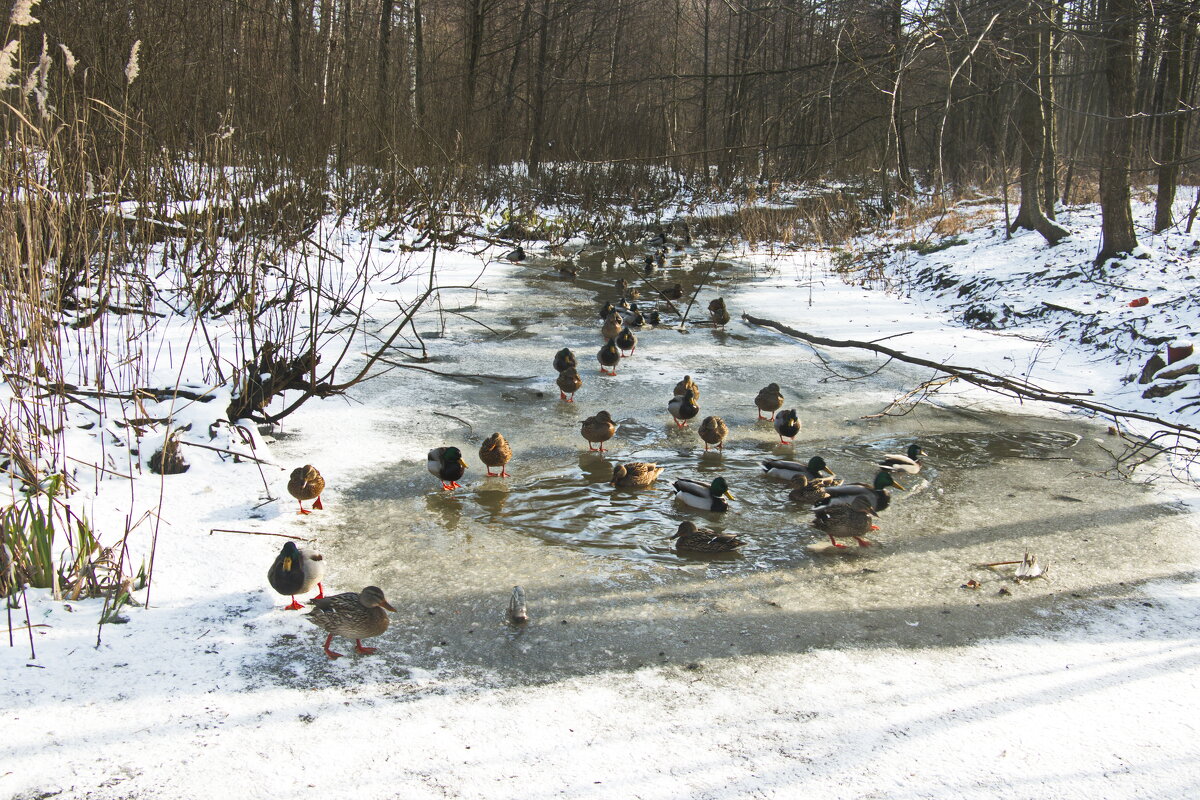 Уточки, уточки... - Владимир Зырянов