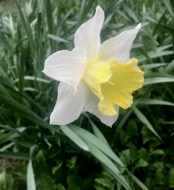 Весенний - Елена Семигина