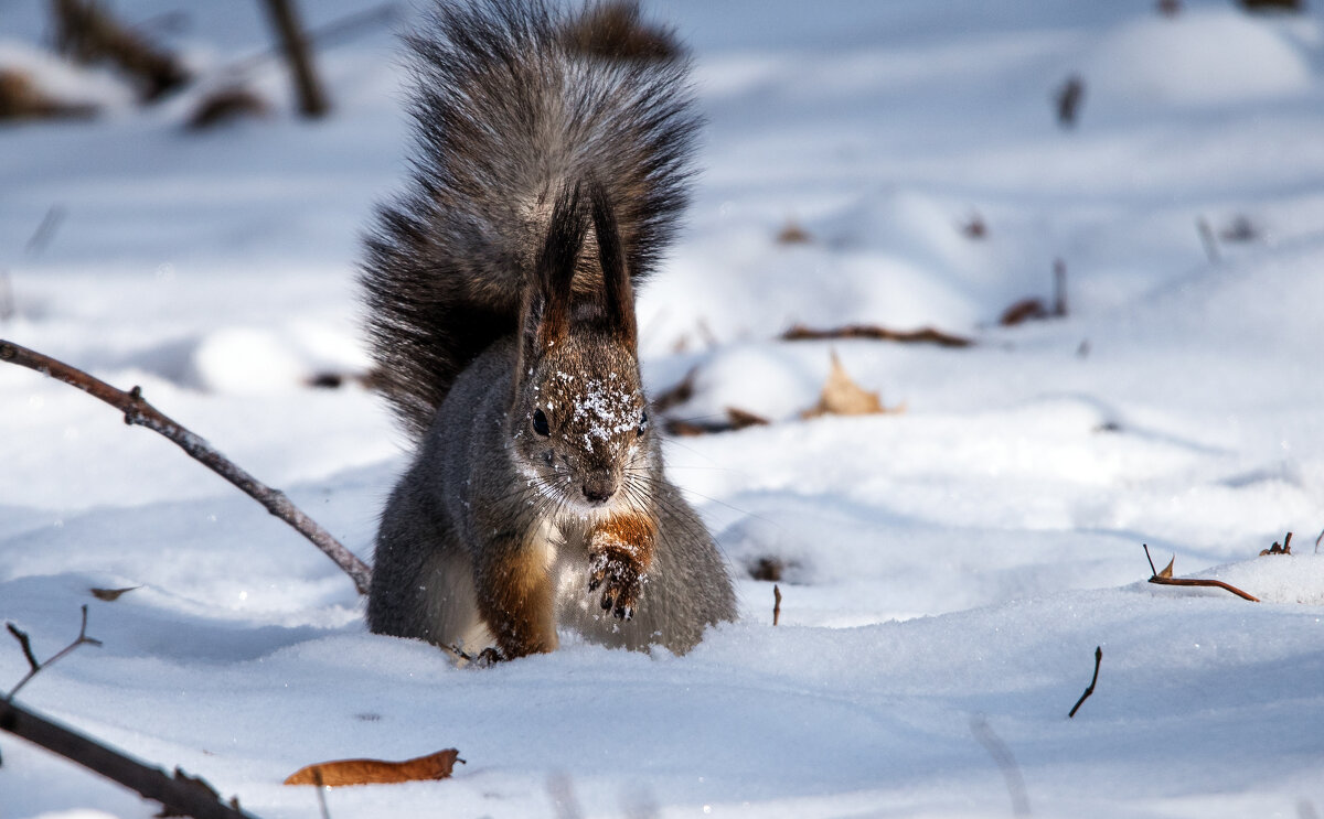 ** - Владимир Безбородов