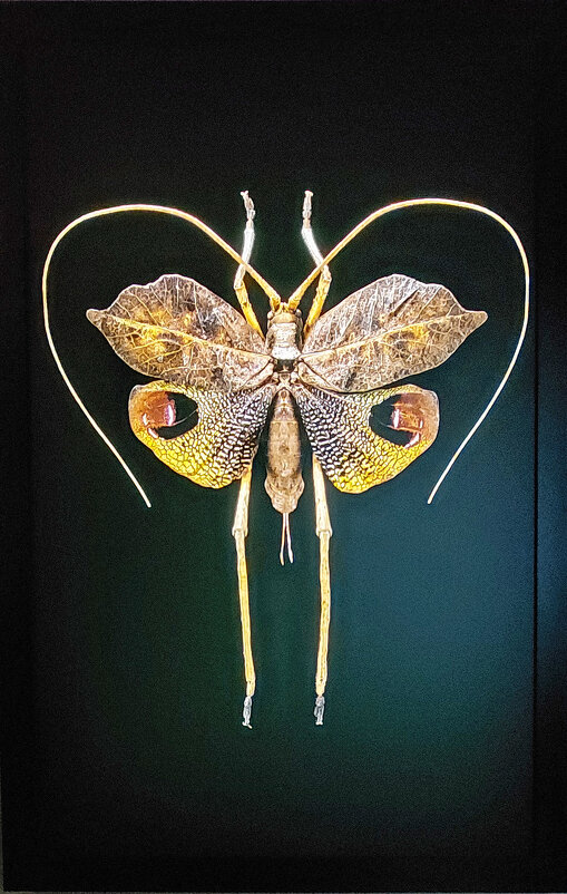 Листовидный кузнечик с о. Борнео. - ИРЭН@ . Листовидный кузнечик с о. Борнео. - ИРЭН@ .