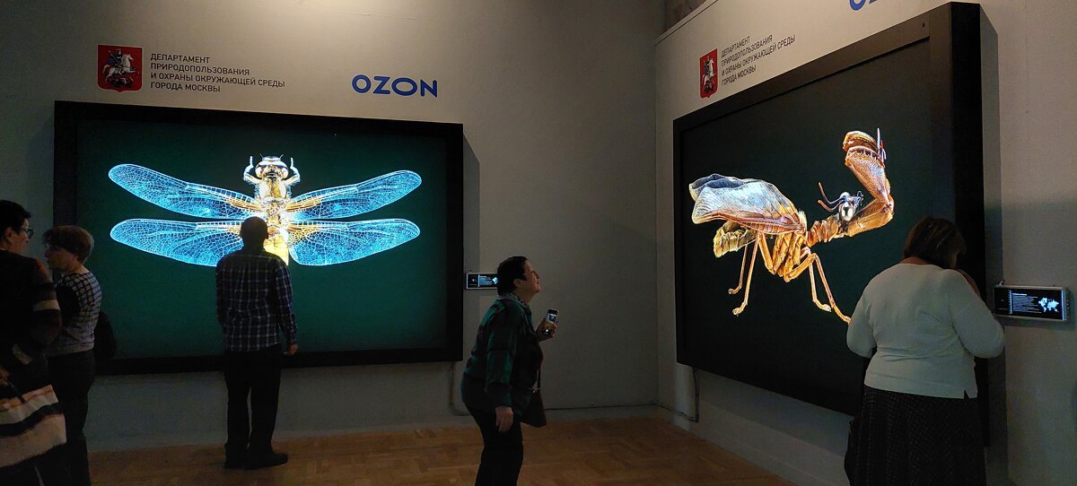 Макромир выставки "Золотая черепаха" - ИРЭН@ . Макромир выставки "Золотая черепаха" - ИРЭН@ .