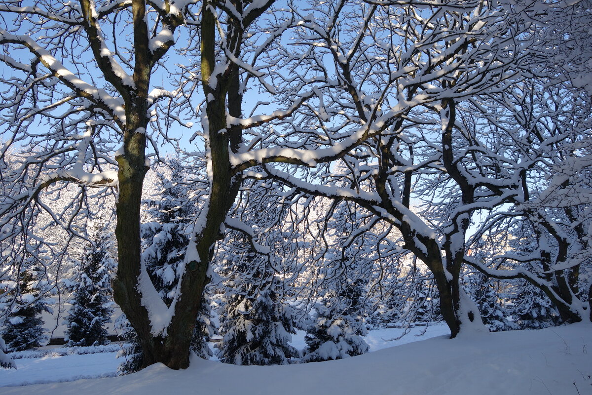 Снежный февраль - Рита Симонова Снежный февраль - Рита Симонова