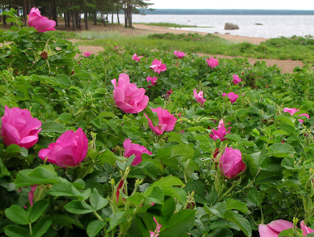 Шиповник на берегу - Александр Ильчевский 