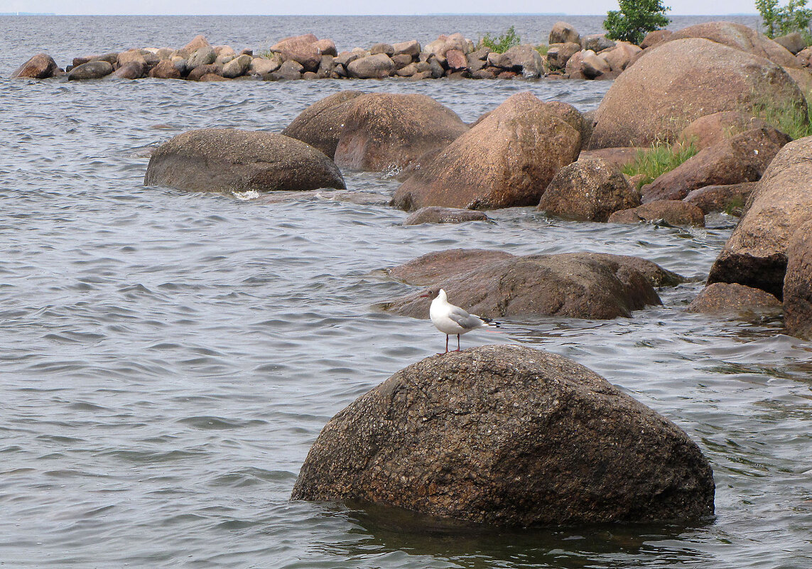 Чайка позирует - Александр Ильчевский Чайка позирует - Александр Ильчевский