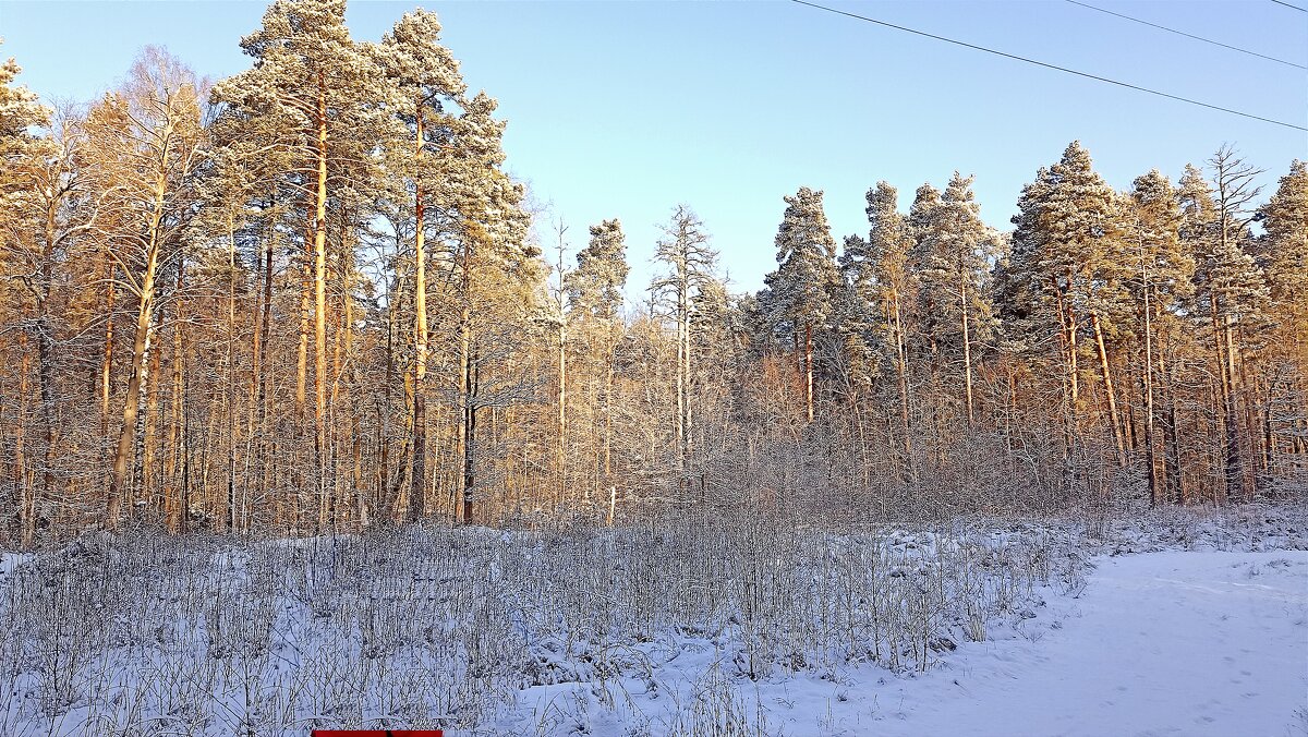 В лесу - Татьяна Тюменка