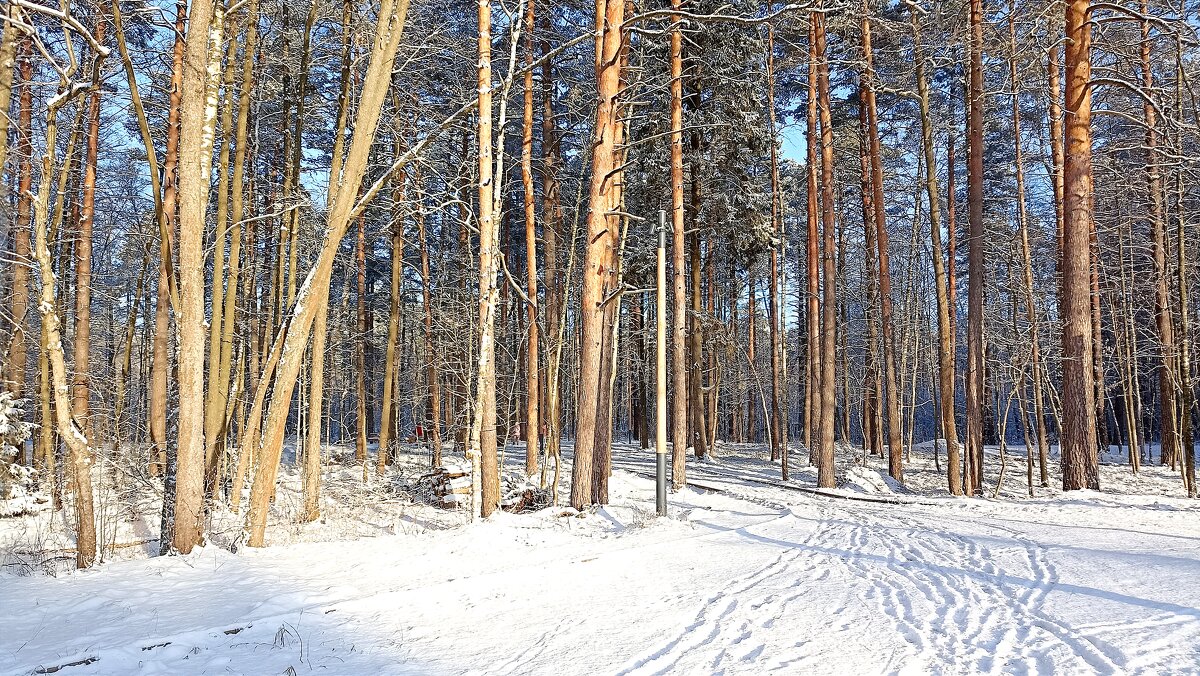 В парке - Татьяна Тюменка В парке - Татьяна Тюменка