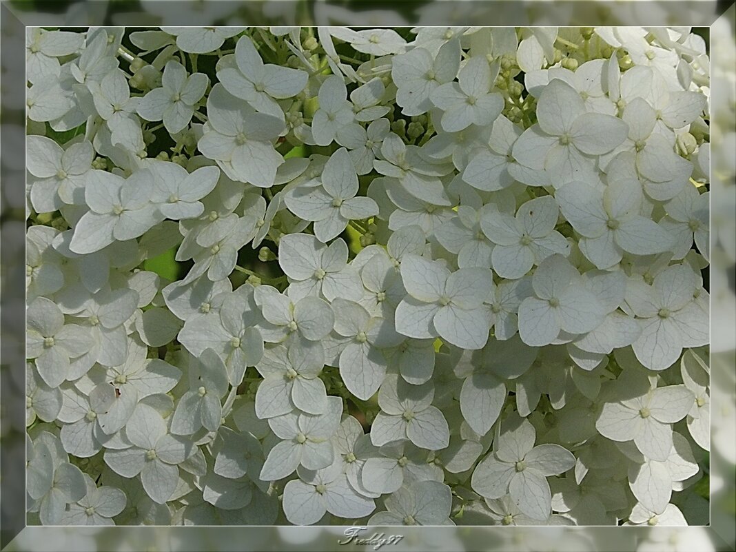 Гортензия - Freddy 97