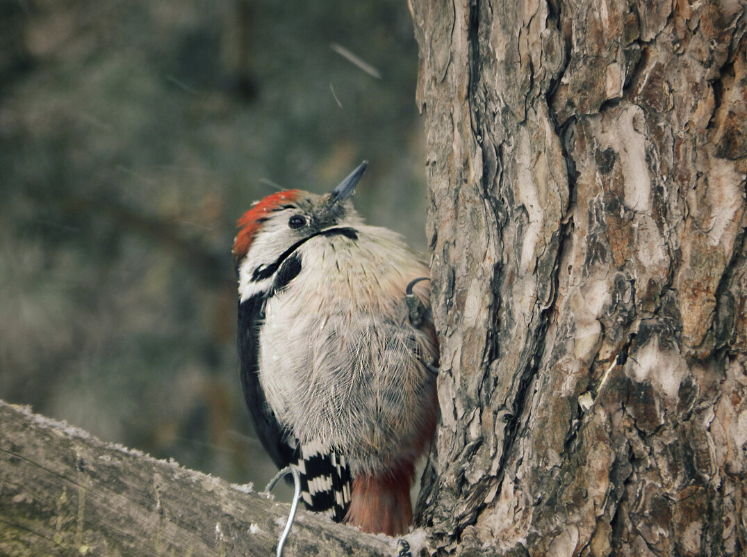 дятел - Лера дятел - Лера