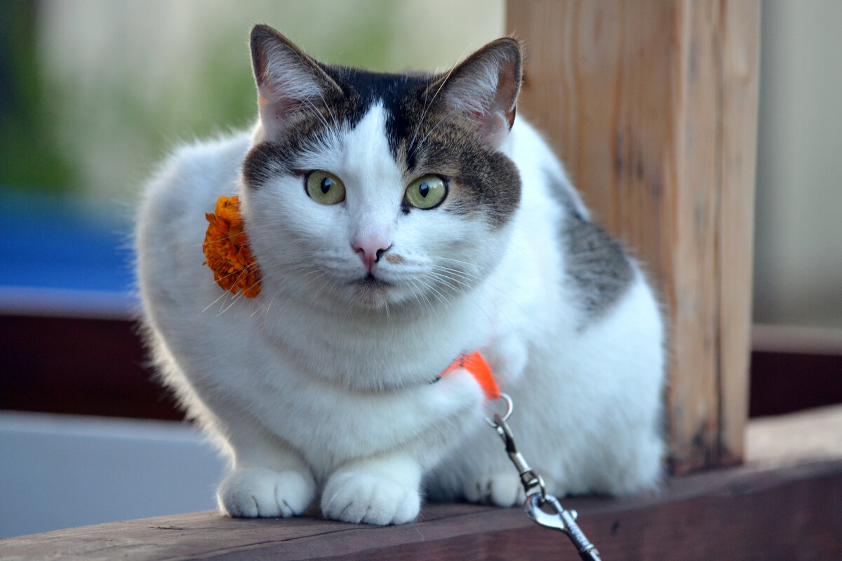 Принц прибыл, а принцесса где? - Борис Русаков Принц прибыл, а принцесса где? - Борис Русаков