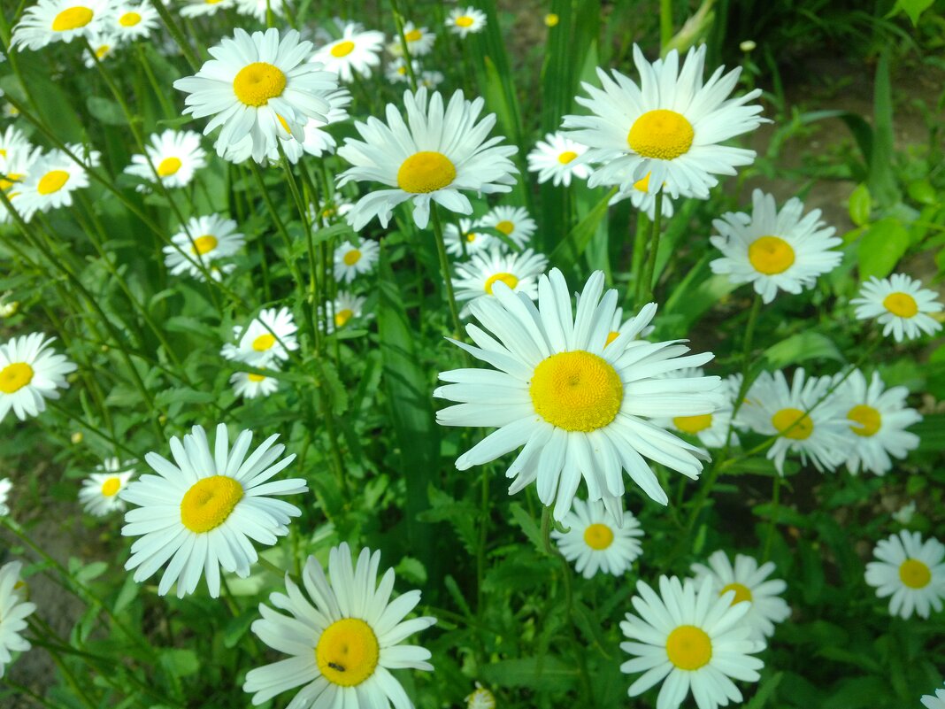 ,,, - Сергей Тимоновский