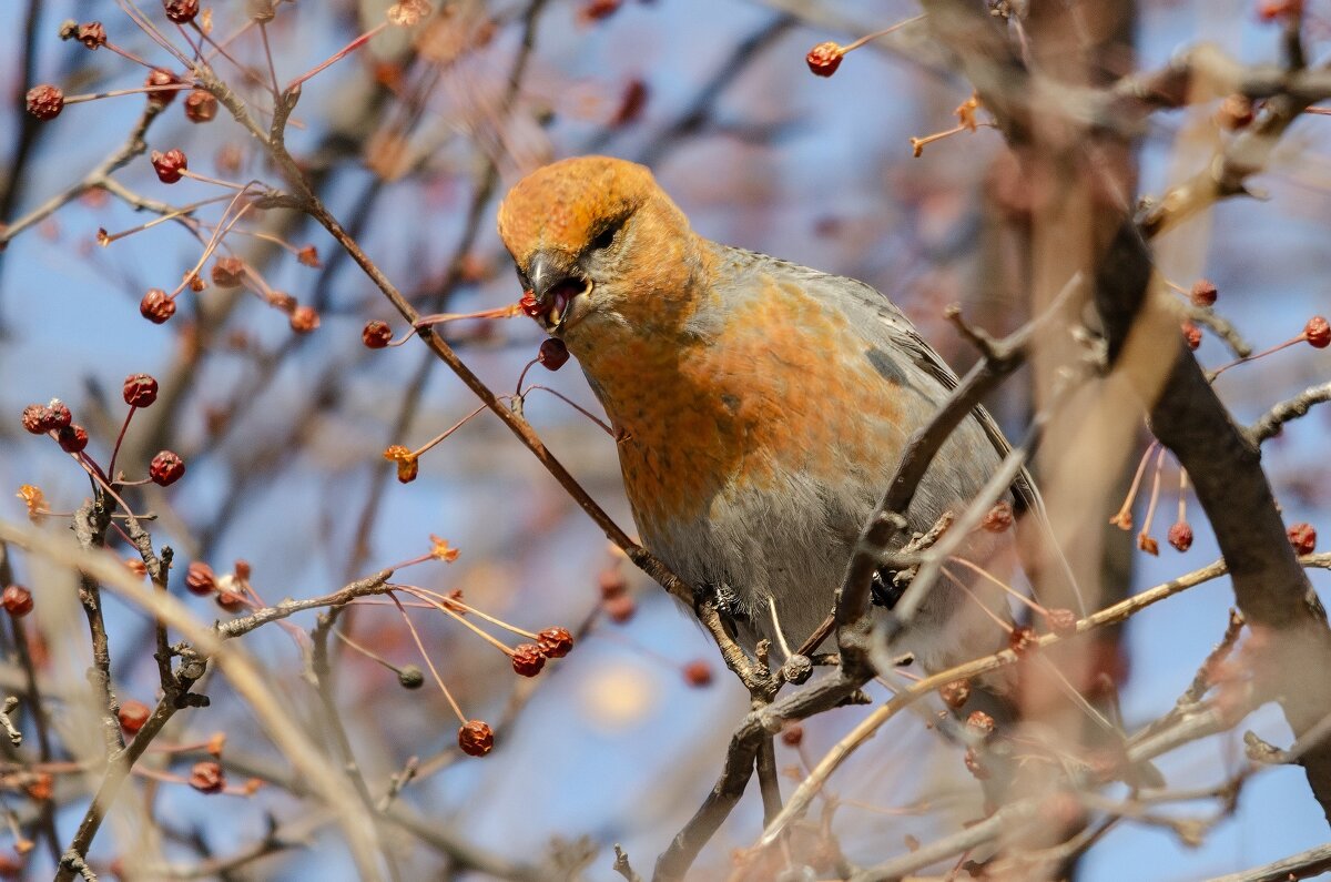 Щур. - Виктор Иванович Чернюк Щур. - Виктор Иванович Чернюк