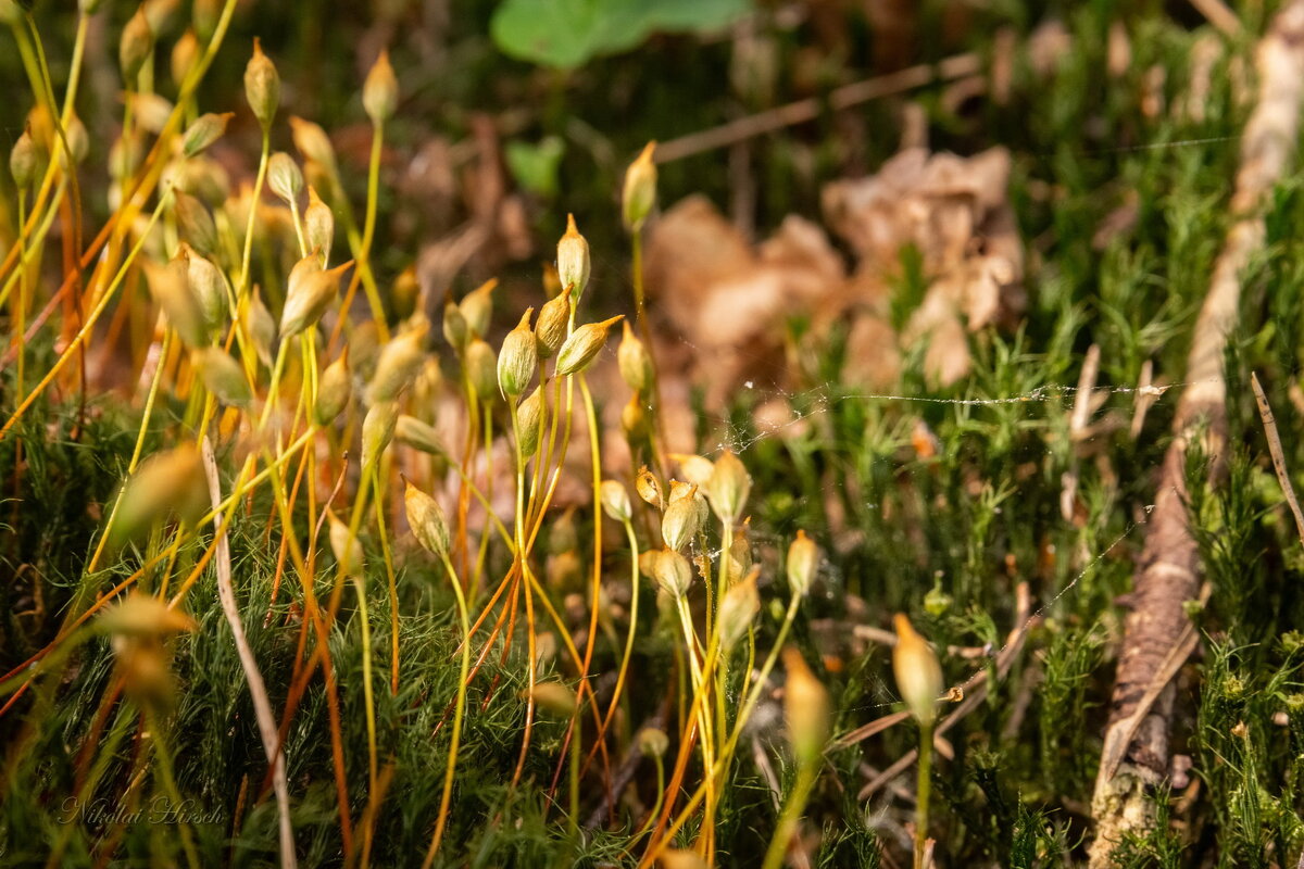 Кукушкин лён... - Николай Гирш