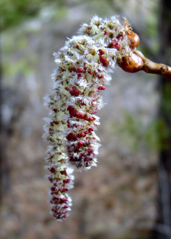 Весенние срёжки. - nadyasilyuk Вознюк Весенние срёжки. - nadyasilyuk Вознюк