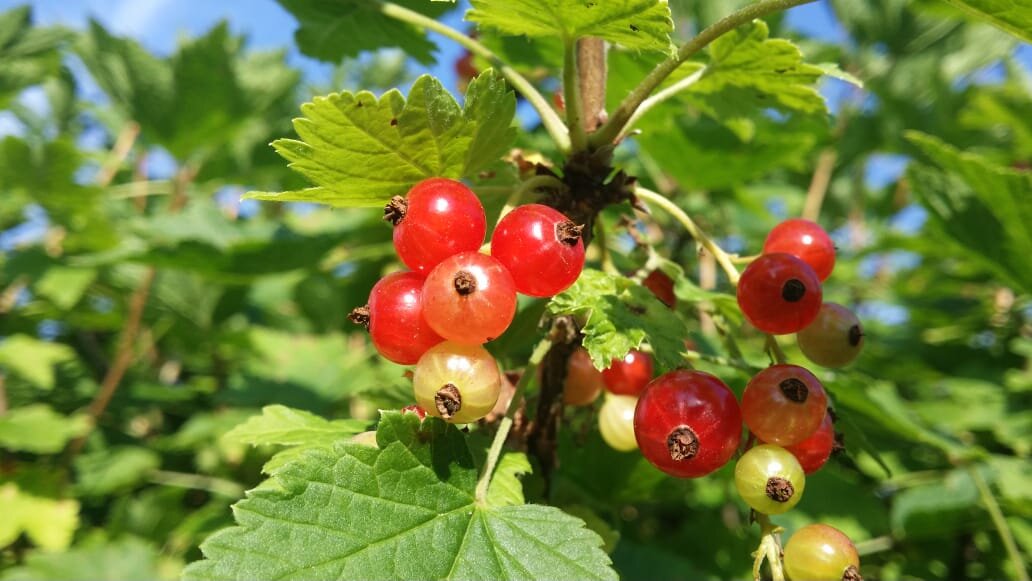 смородина красная - Наталия Кольцова