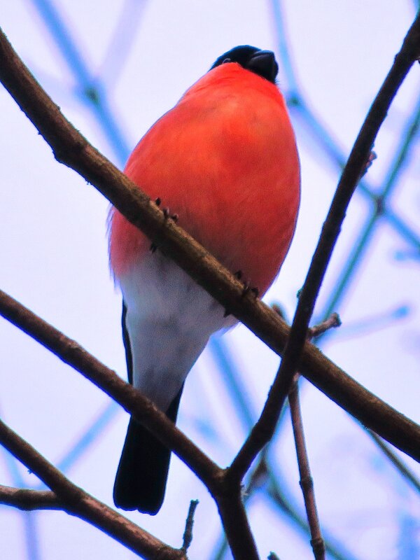 Красногрудый - Андрей Снегерёв Красногрудый - Андрей Снегерёв