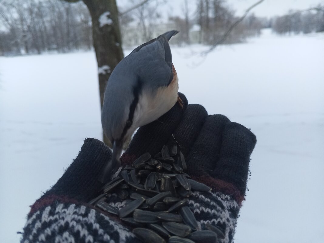 Поползень - Сапсан 