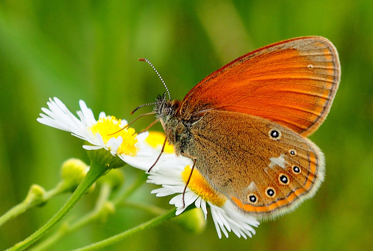 опять про бабочек 375 - Александр Прокудин опять про бабочек 375 - Александр Прокудин