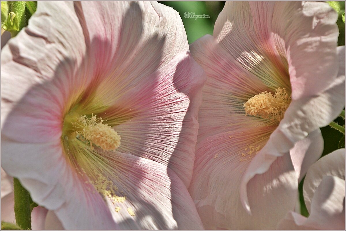 Тет-а-тет - Aquarius - Сергей Тет-а-тет - Aquarius - Сергей