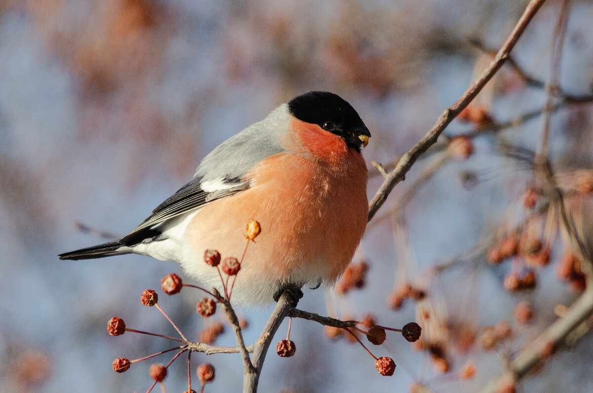 Снегирь. - Виктор Иванович Чернюк