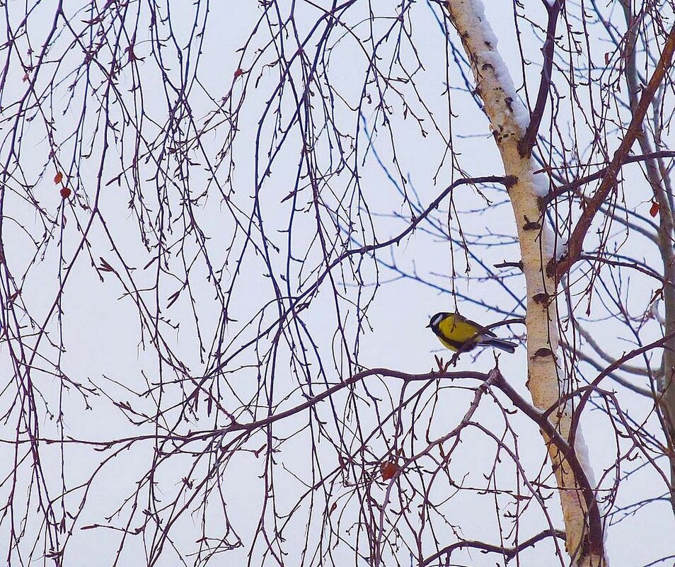 Февраль...Синичкина песня! - Владимир 