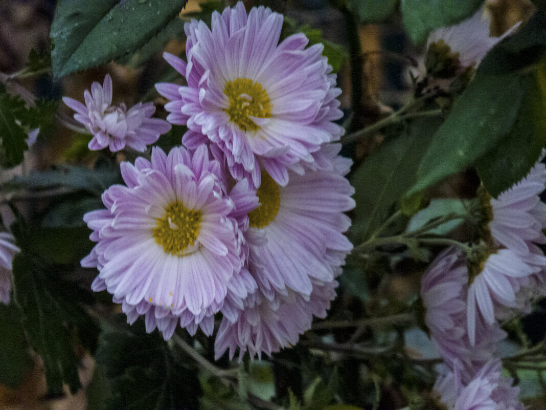 Наши хризантемы - Валентин Семчишин Наши хризантемы - Валентин Семчишин