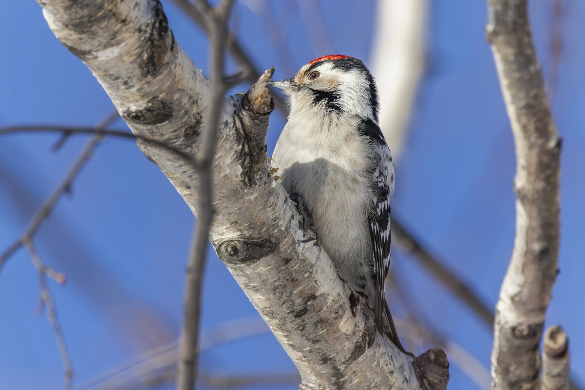 малый пестрый дятел. - юрий макаров малый пестрый дятел. - юрий макаров