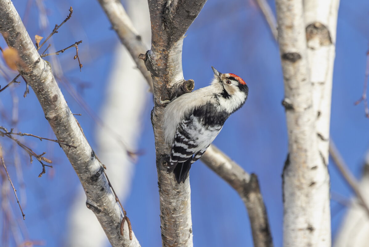 малый пестрый дятел. - юрий макаров малый пестрый дятел. - юрий макаров