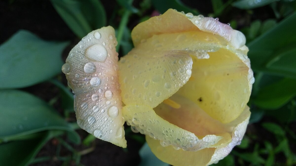 *** не успел...*** - Olga Oskolkova *** не успел...*** - Olga Oskolkova