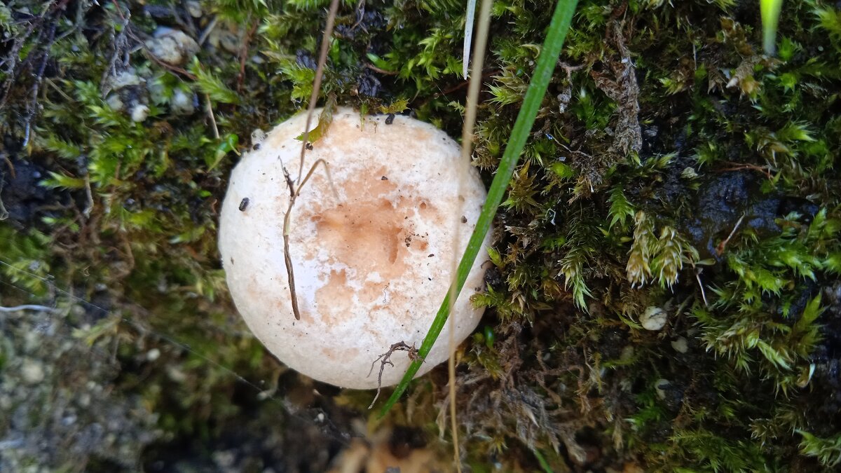 В парках Екатеринбурга - Елена Шаламова
