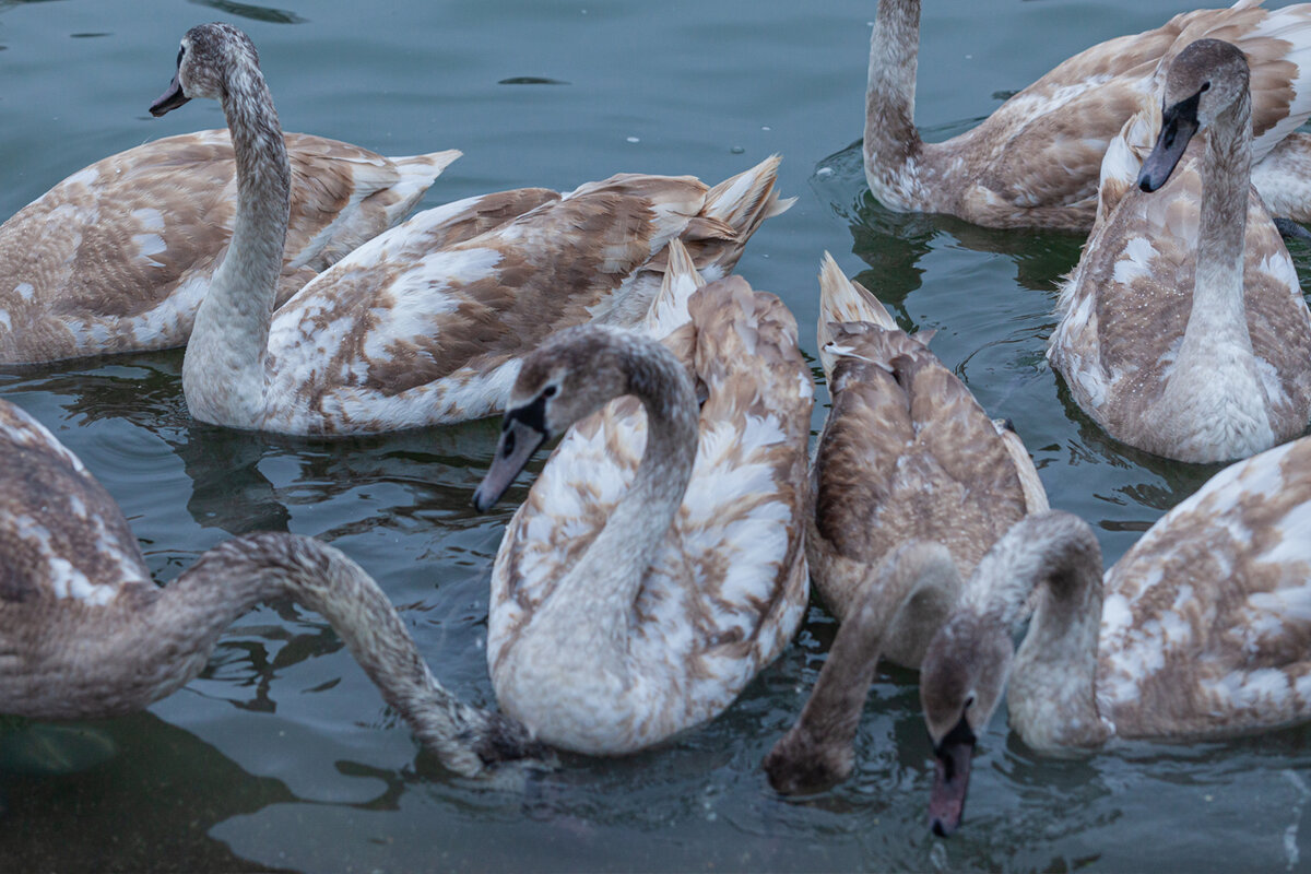 Гадкие утятя - Denis Doroshenko