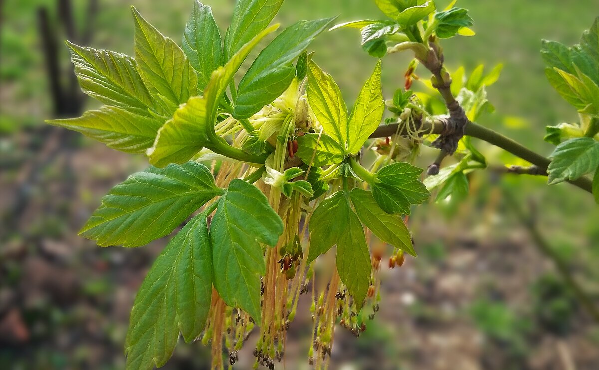 ***соцветие клена ясеневидного*** - Olga Oskolkova ***соцветие клена ясеневидного*** - Olga Oskolkova
