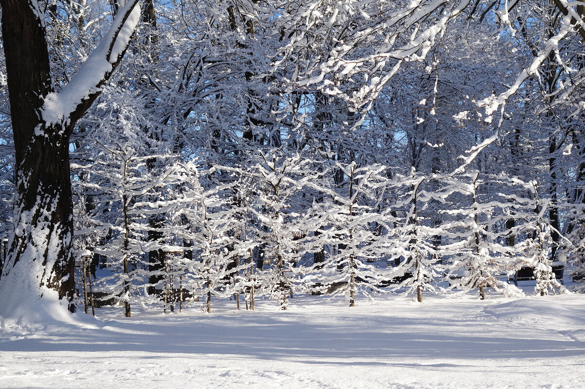 Снежный февраль - Рита Симонова Снежный февраль - Рита Симонова