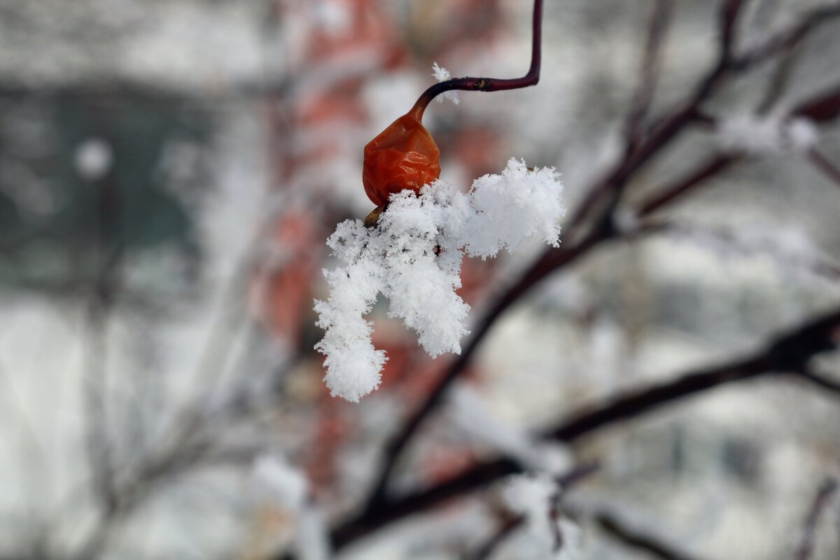 Осьминожка - Ольга 