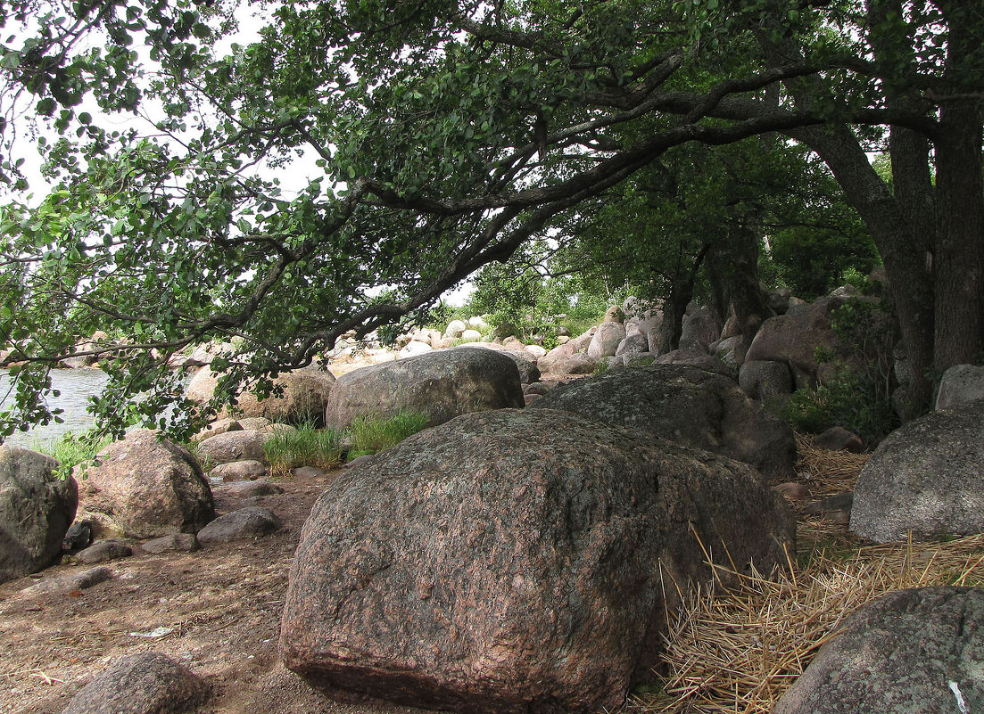 Ольха на берегу - Александр Ильчевский Ольха на берегу - Александр Ильчевский