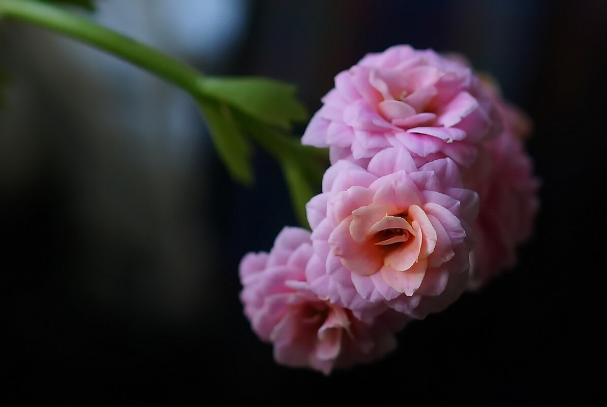 Цветок у окошка... - Николай Саржанов Цветок у окошка... - Николай Саржанов