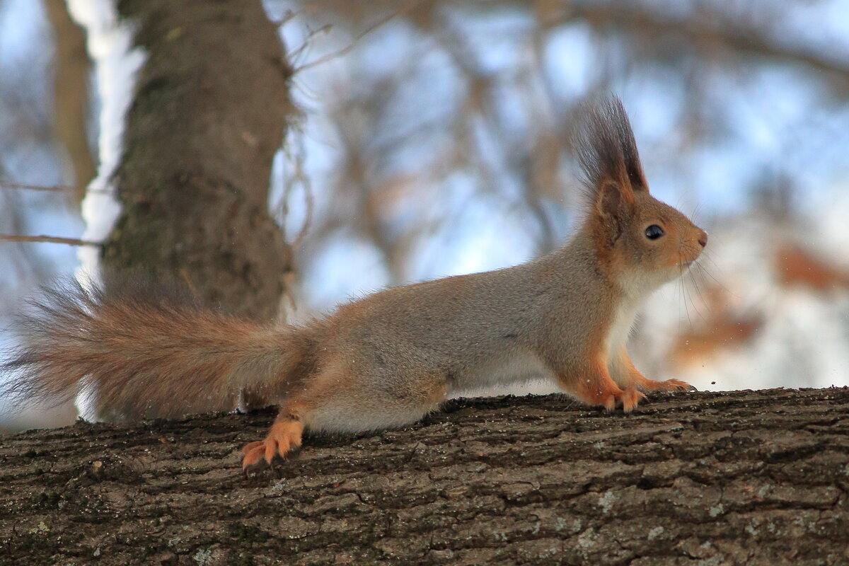 *** - Виктор Ноговицин *** - Виктор Ноговицин