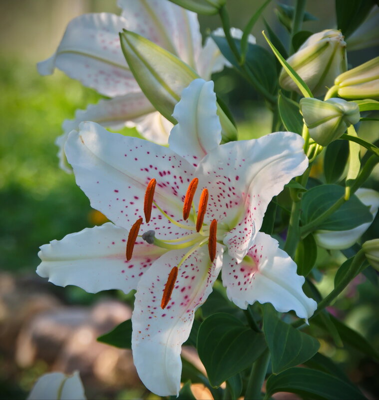 С веснушками - lady v.ekaterina С веснушками - lady v.ekaterina