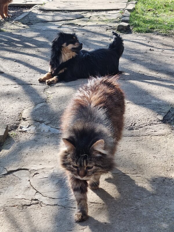 Кот Мура идет по делам - Наталья Кот Мура идет по делам - Наталья