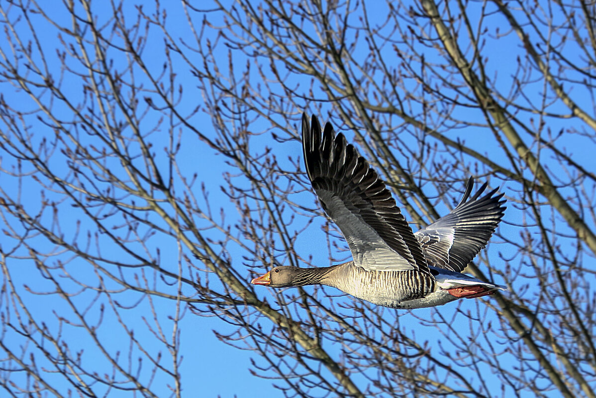 ***** - Андроник Александр ***** - Андроник Александр