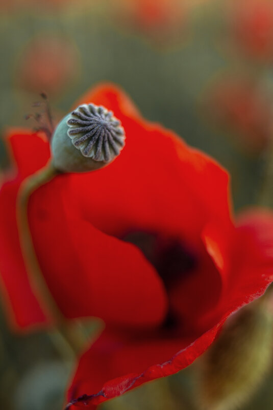 *** - Яна Горбунова