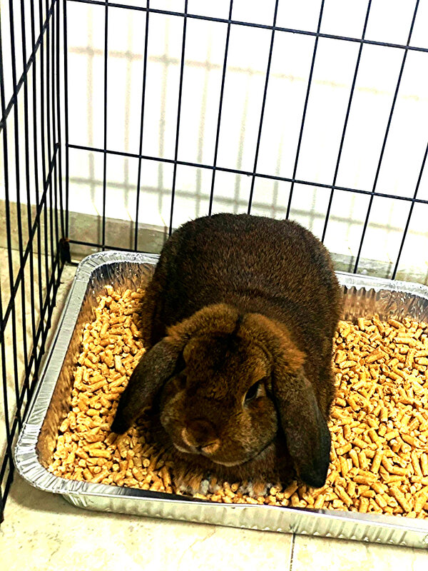 КРОЛИК - Анатолий Малобродский КРОЛИК - Анатолий Малобродский