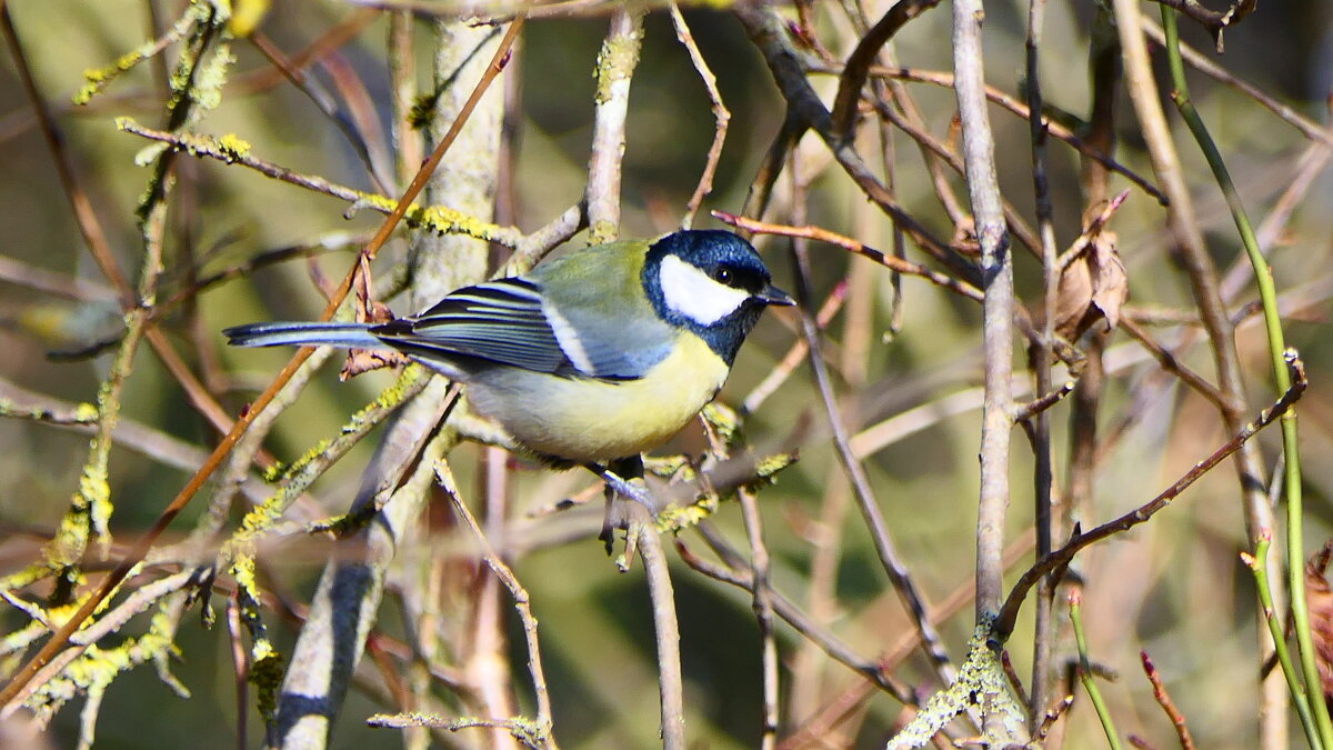 Синички (не будем забывать о кормушках)...сделайте кормушку для птиц. - "The Natural World" Александер Синички (не будем забывать о кормушках)...сделайте кормушку для птиц. - "The Natural World" Александер