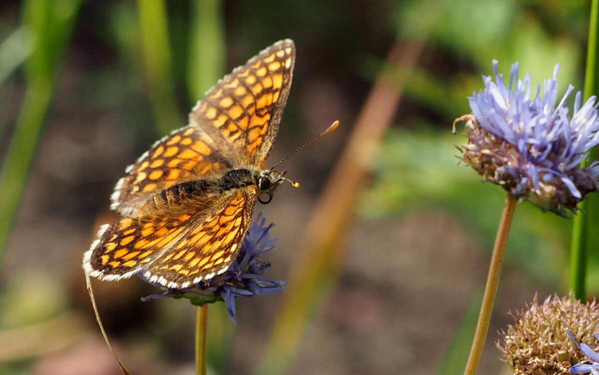 опять про бабочек 381 - Александр Прокудин