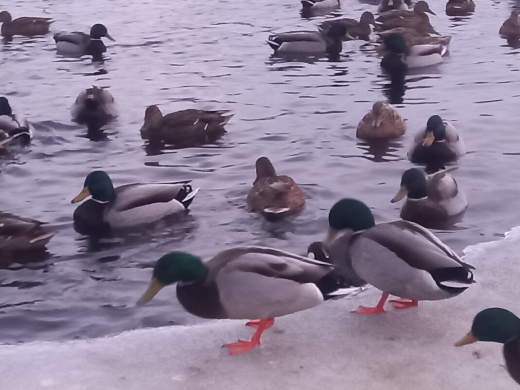 Утки - Сапсан 