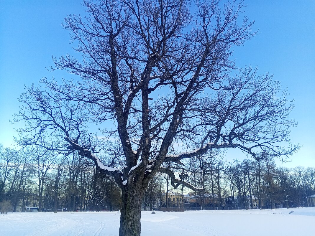 Зима - Сапсан 